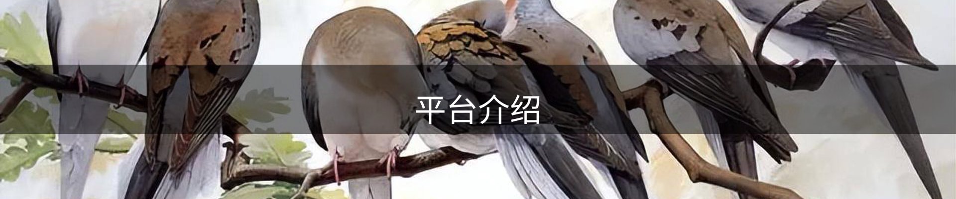 平台介绍